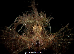 Portrait of Ambon by Luke Gordon 